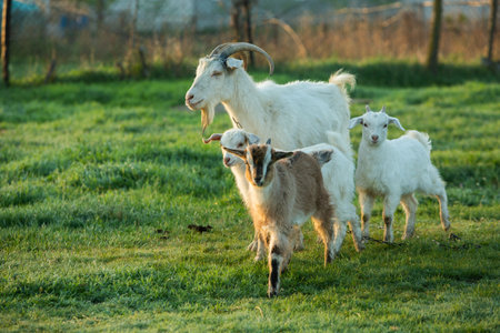Goats on the green meadow in the morning light. Farm animals.の写真素材