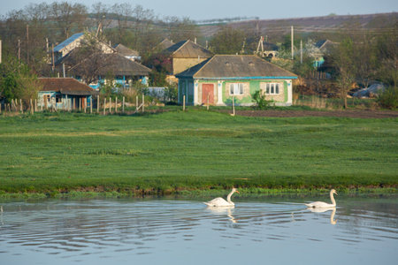 Swans on the lake in the village in the morning light.の写真素材