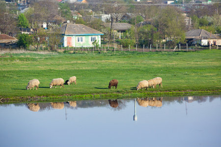 Sheep on a green meadow in spring with reflection in waterの写真素材