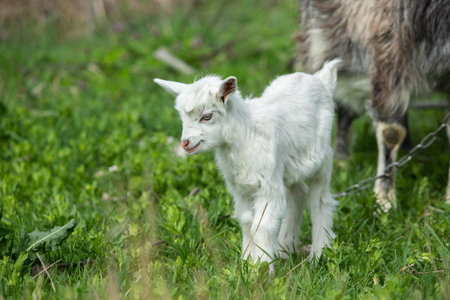 Little goatling on a green meadow in the springtime.の写真素材