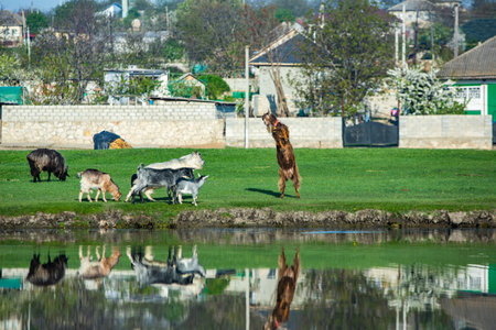 Goats and goats grazing on the bank of a river in the villageの写真素材