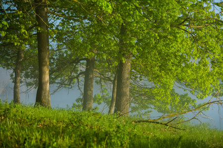 Misty morning in the woods. Foggy morning in the woods.の写真素材