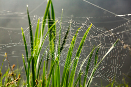 spider web on green grass and water background, shallow depth of fieldの写真素材