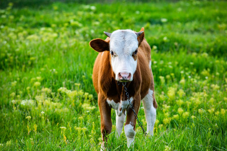 Cow on a green meadow in the summer, close-upの写真素材