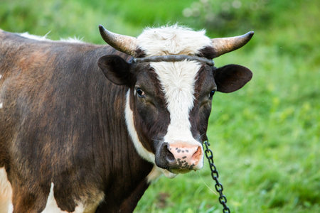 Cow on a green meadow in the summer. Close-upの写真素材