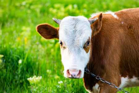 Portrait of a young cow on a green meadow in summerの写真素材