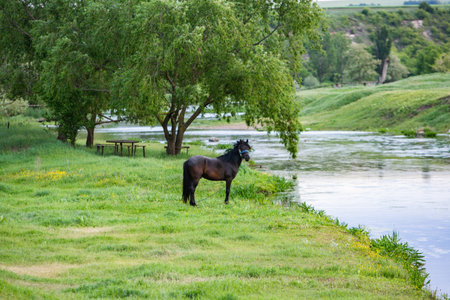 Beautiful black horse standing on the bank of the river, summerの写真素材