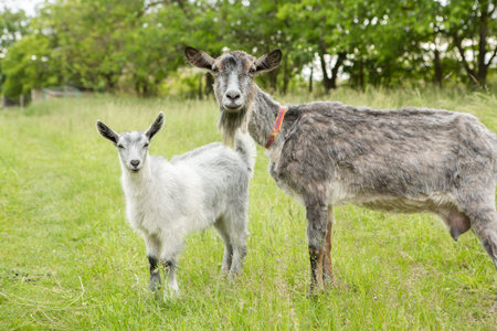Goat and goatling on a green meadow in the countryside