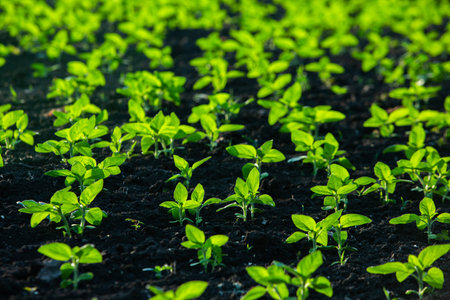Seedlings of pepper on the field in the early spring.