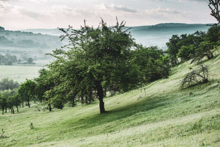 Beautiful summer landscape with green meadow and trees on hillsideの写真素材