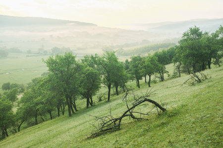 Landscape with foggy meadow and trees at sunrise in summerの写真素材