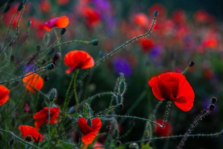 Red poppies in the field on a summer evening. Soft focusの写真素材