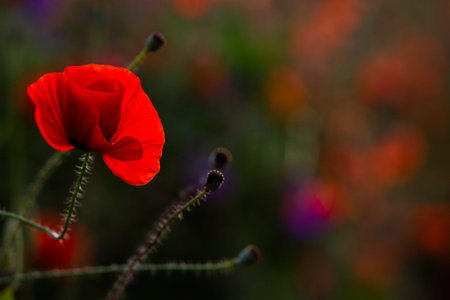 poppies in the field at sunset. shallow depth of field