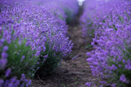 Flowers in the lavender fields in the Provence mountains. Panoramic landscape with blooming lavender. Violet background.の写真素材