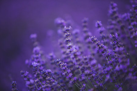 Flowers in the lavender fields in the Provence mountains. Panoramic landscape with blooming lavender. Violet background.の写真素材