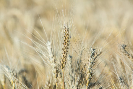 Close up of wheat ears on the field in summer. Selective focus.の写真素材