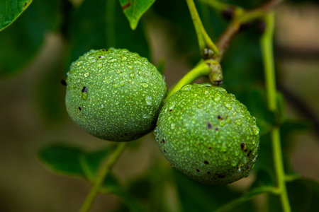Green unripe walnuts on a tree branch with water dropsの写真素材