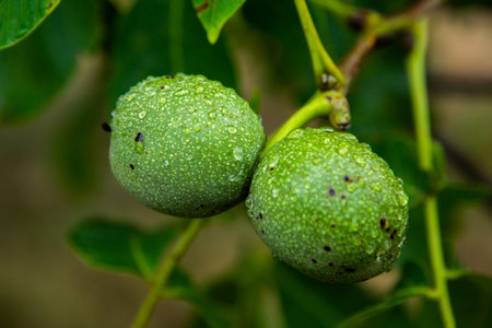 Green unripe walnuts on the branches of a tree.