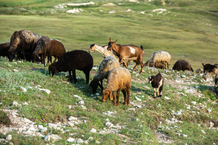 Herd of goats grazing in a meadow in the mountains.の写真素材