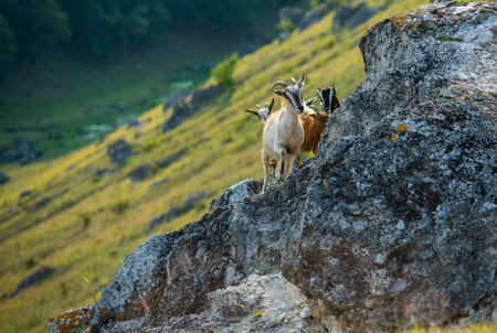 Herd of goats on a rock in the mountains. Capra ibexの写真素材