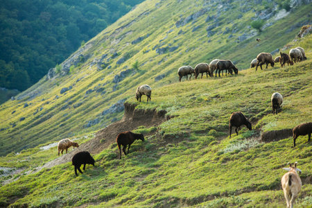 Herd of sheep grazing on a mountain meadow in the mountains