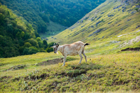 Goat grazing on the mountain meadow in summer day. Ukraine.の写真素材