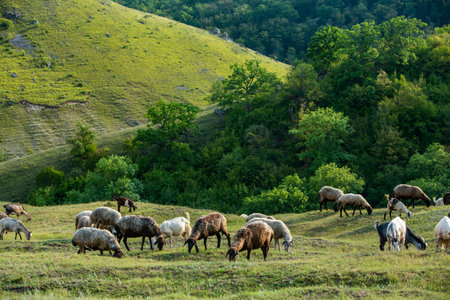 Herd of sheep grazing on the hillside on a summer dayの写真素材