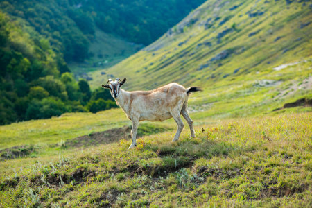 Goat on the hillside in the Carpathians, Ukraineの写真素材
