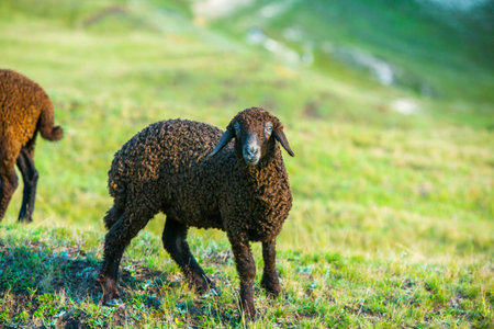 Sheep grazing on a meadow in the Pyrenees, Franceの写真素材