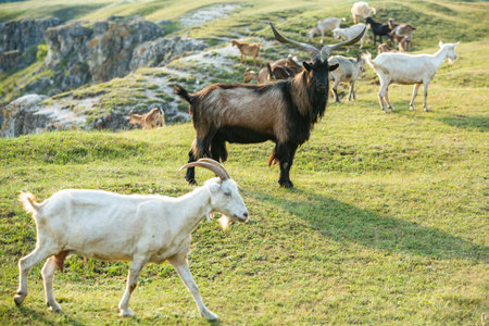 Herd of goats grazing in a meadow on a sunny dayの写真素材