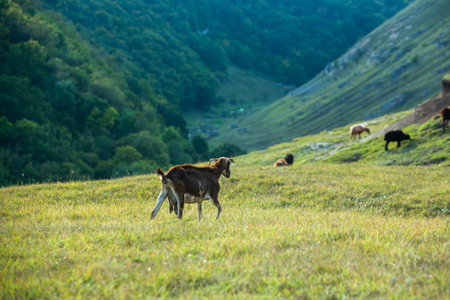 Herd of goats grazing on the mountain meadow in summer.の写真素材