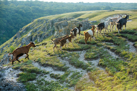 Herd of goats on the hillside. A herd of goats is walking along the hillside.