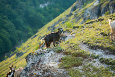 Goat on a mountain slope. Mountain goats in the mountains.の写真素材