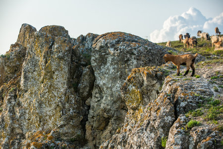 Herd of goats grazing on the rocks at sunset. Mountain goatの写真素材