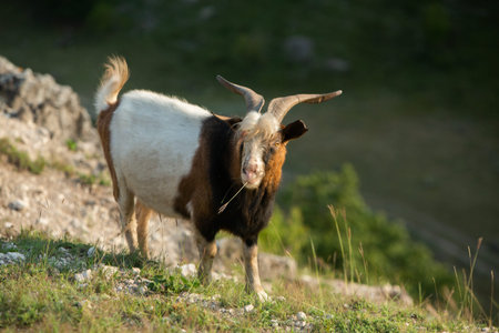 Goat grazing on a mountain meadow, close-up.の写真素材