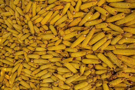 Background of yellow corns in the market. Close-up.の写真素材