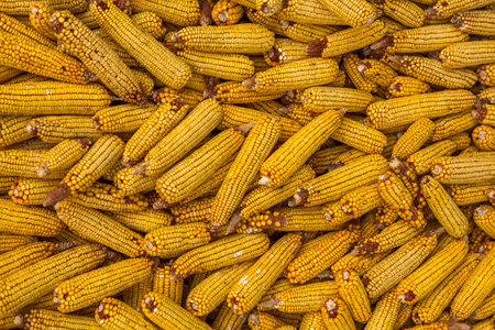 Dried corn on the cob texture background. Top view, flat lay.の写真素材