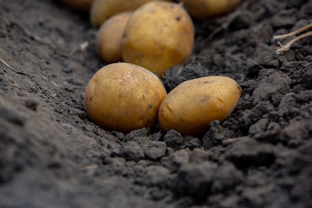 Freshly dug potatoes on the ground in the garden. Close up.の写真素材
