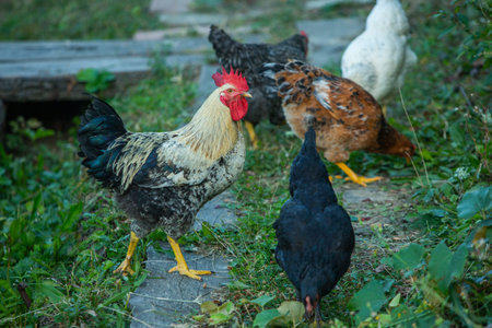 Rooster and hens in the garden. Selective focus.