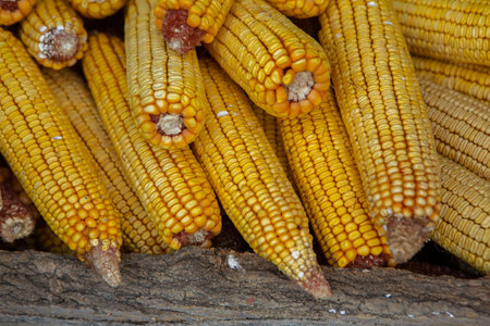 Close up of corn cobs for sale at the local market.の写真素材