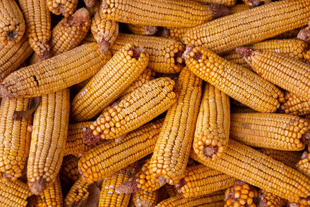 Dried corn cobs as a background. Close-up.の写真素材