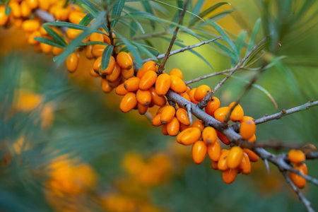 Sea buckthorn berries on a branch, closeup of photoの写真素材