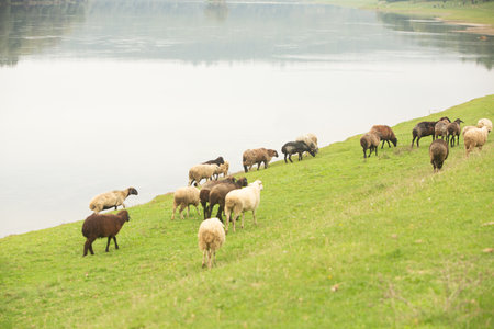 Sheep grazing on a green meadow near a lake in Scotlandの写真素材