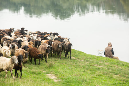 Sheep grazing on the bank of the river. A man looks at the flock.