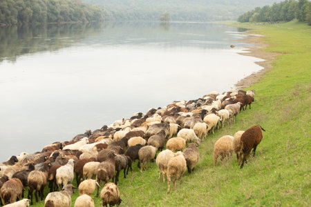 Sheep herd on the shore of a lake in the countryside.