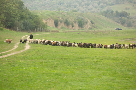 Sheep grazing in the meadow. Rural landscape. Ukraine.