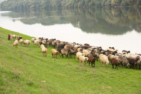 Sheep herd on the shore of a lake in the countryside.の写真素材