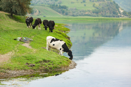 Cows grazing on the bank of the river in the summer.の写真素材