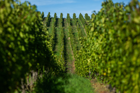 Vineyards in the Chianti region, Tuscany, Italyの写真素材