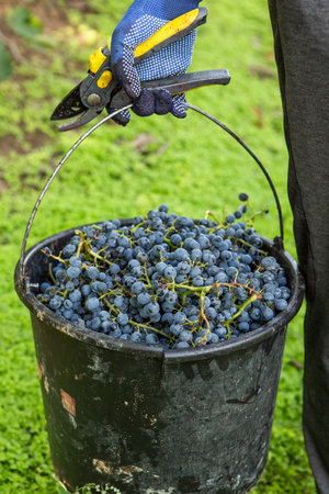 Grapes being harvested by a vineyard worker in the Netherlandsの写真素材